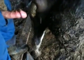 Farm animal is shitting so hot