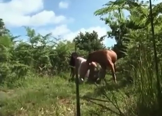 Cute dog impales her snatch