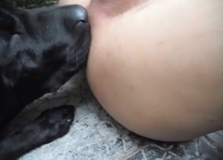 Black dog licks a small wiener