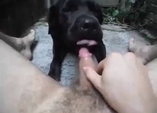 Black dog licks a small wiener