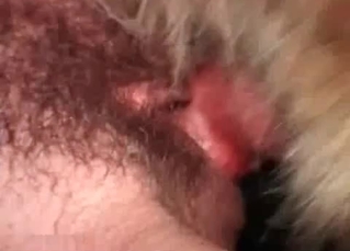 Small dog fucked in the anal hole