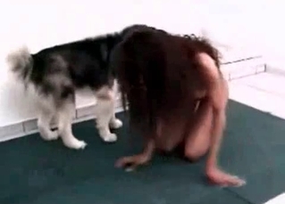 Sweet bestiality with a Husky