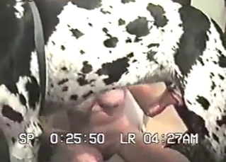 Dalmatian truly enjoys bestiality