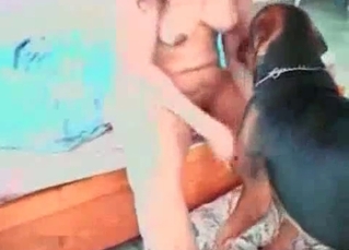 Two dogs are licking her muff