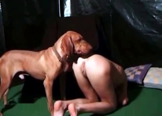 British dog licks her vagina