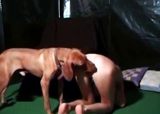 British dog licks her vagina