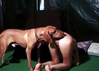 British dog licks her vagina