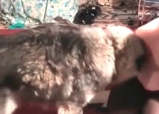 Sweet Husky licks a wet vagina