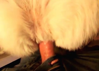White dog fucked in the anal