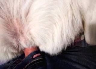 White dog fucked in the anal