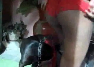 Tanned zoofil and black doggy