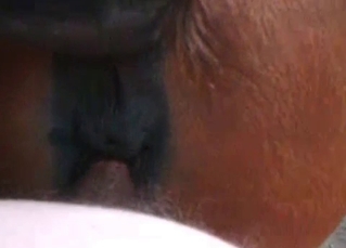Horse gets a hard human dick