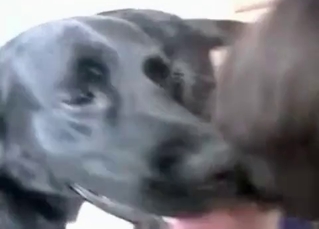 Black dog and dirty young zoofil