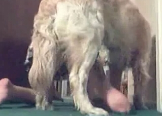 Spicy fast sex with a doggy