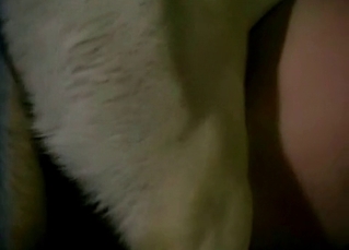 Big doggy impales a juicy snatch