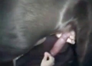 Zoofil gives a handjob for her dog
