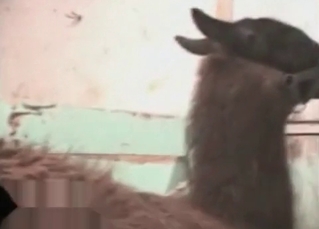 Zoofil guy fucks his lovely animal