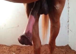 Zoofil and sexy stallion hose