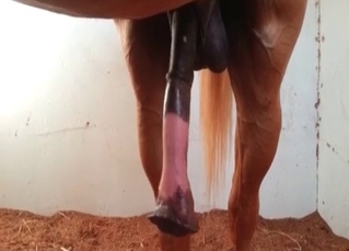 Zoofil and sexy stallion hose