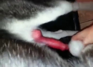 Zoophile gets some doggy sperm