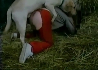 Dog sex in the old hayloft