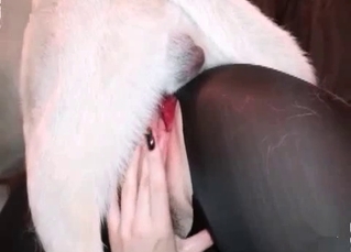 Drunken zoophile fucks with a dog