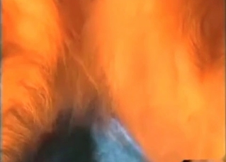 Dirty animal action in close up