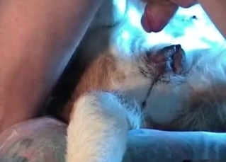 Dirty animal action in close up