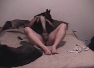 Husky is loving her sexy host