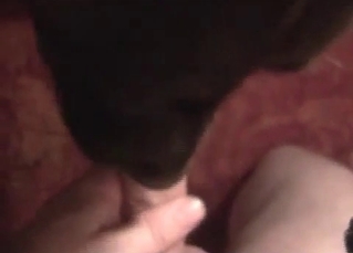Doggy is licking my hard dick