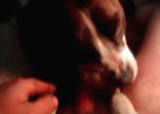 Dog is licking my hard wiener