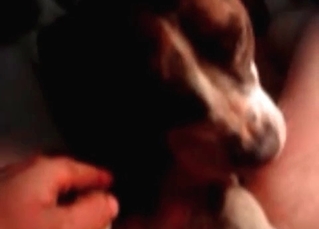 Dog is licking my hard wiener