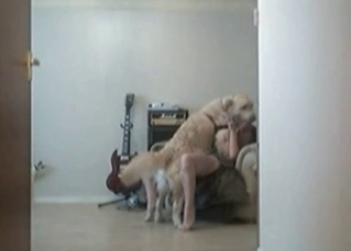 Hairy doggy fucks a slutty musician
