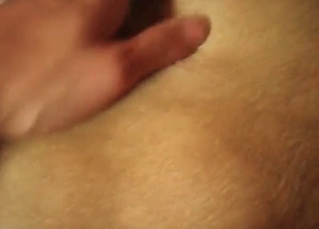 Dog is being slowly screwed