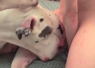 Dude fucking his doggy