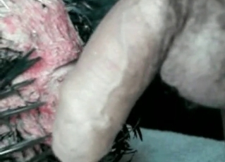 Chicken pounded by a guy