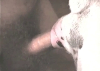 Boy pounding his doggy
