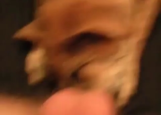 Big cock licked by dog