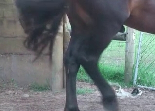Black horse with a big dick