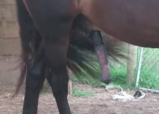 Black horse with a big dick