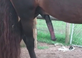 Black horse with a big dick