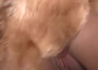 Pup penetrating cunt