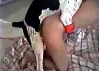 Pooch and its sexy owner