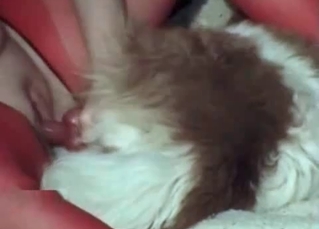 Pooch fucking twat