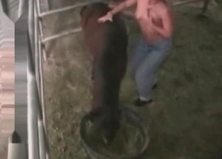 Stallion being licked out