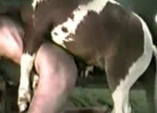 Zoo porn featuring naughty pony