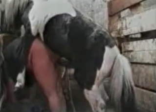 Horse pounding babe