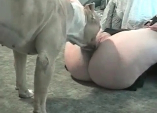 Horny dog and a beauty