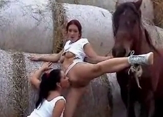 Two lads and a brown pony