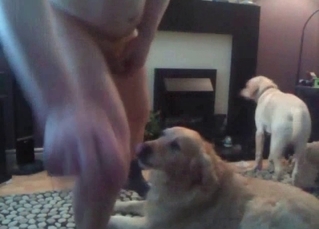 Three dogs and a guy